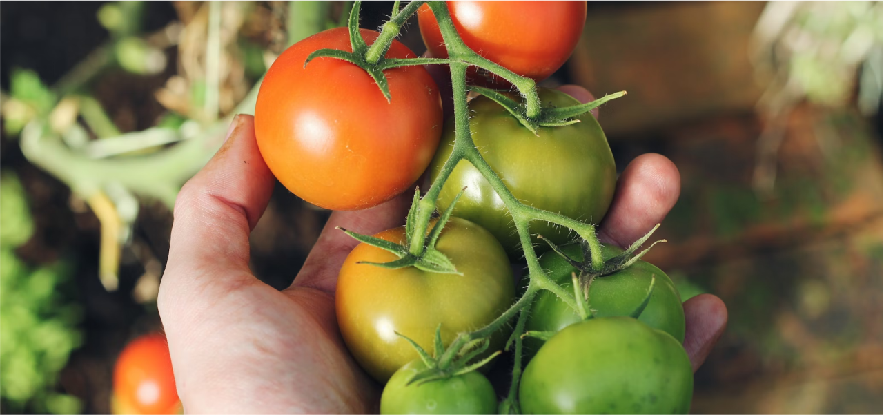 Sustainability: Future Proofing Our Tomatoes - Heinz® Canada | Heinz